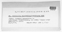 Schroeteria decaisneana image